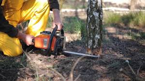 Best Root Management and Removal  in Shamokin, PA