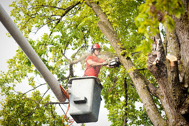 Shamokin, PA Tree Services Company